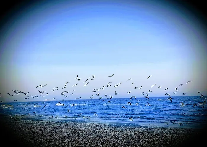 Nyaraló Faleza Nord 1 *